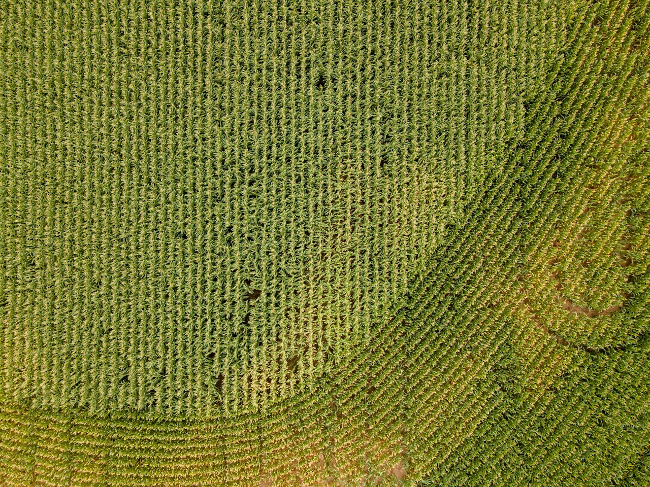 Aerial view of a lush green cornfield in Menomonie, capturing agricultural patterns.