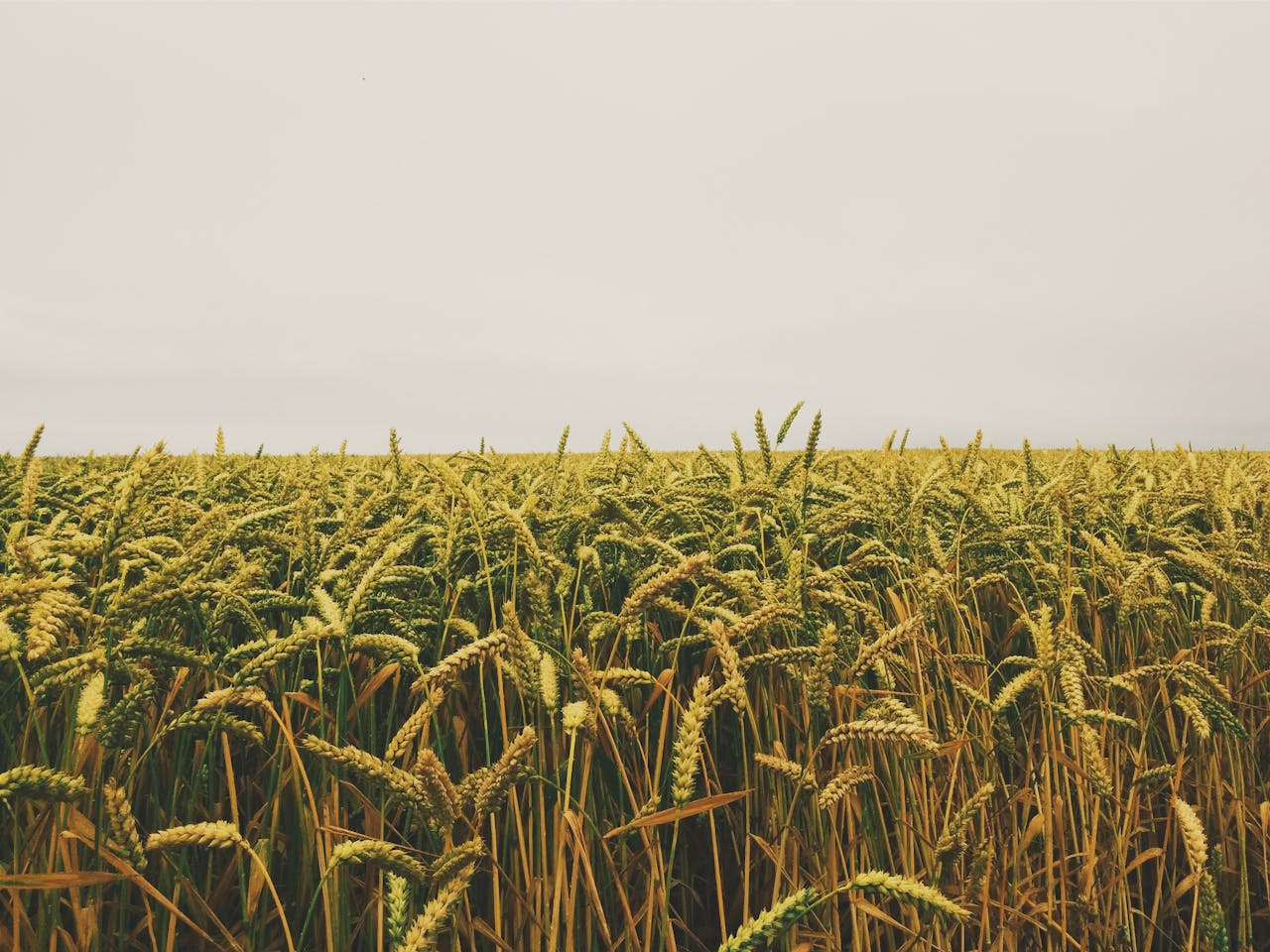 Expansive wheat field in Étretat, Normandie, France under an overcast sky, perfect for agricultural themes.